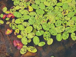 Image result for Cabombaceae