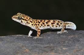 Lizards and geckos are often considered the same but each have their own individual qualities! Myths And Superstitions About Reptiles And Amphibians National Museum Publications