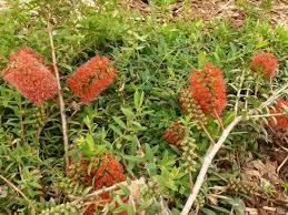Image result for Melaleuca sp. A (Biegel 5741)