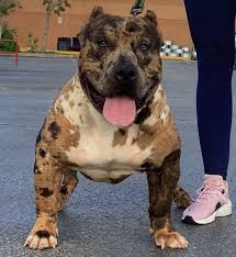 Merle American Bully Bully Breeds Dogs Pitbull Dog Puppy American Bully