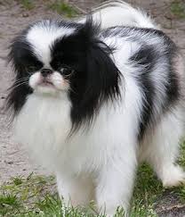 New and used items, cars, real estate, jobs, services, vacation rentals and more virtually anywhere in canada. Japanese Chin Breed Info Pictures Characteristics Hypoallergenic No Japanese Chin Dog Japanese Chin Puppies Japanese Chin