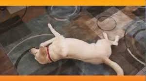 The carpet looks great but there is still a wet dog smell. Get The Dog Smell Out Of Your Carpet Baking Soda Solutions Youtube