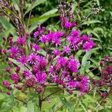 Image result for Vernonia natalensis