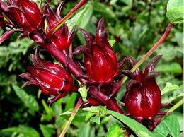 Siapa yang tak kenal dengan bunga rosella merah? Mengenal Tanaman Rosella Dan Manfaat Bunga Rossela Untuk Kesehatan Faunadanflora Com