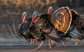 Official web sites of turkey, links and information on turkey's art, culture destination turkey, a nations online country profile of the turkish nation located between europe. Wild Turkey Audubon Field Guide