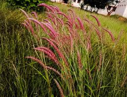 Image result for Panicum infestum