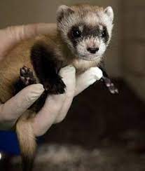 32 Ferret Family Ideas Animals Beautiful Cute Animals Animals Wild