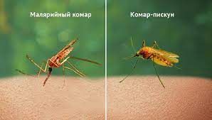 Komary w walce z malarią. Speciet E Malarit Komar Ku Eshte Maqedoni Malari Dhe Cfare Eshte Kafshimi I Tij Zhvillimi Dhe Riprodhimi I Formularit