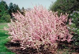 May 04, 2019 · please note that pruning the plant during the growing season may result in far less blooms the following spring. Flowering Almond Prunus Triloba Multiplex Hgtv Garden Small Shrubs Plants