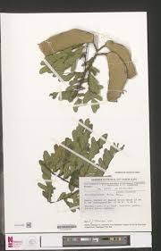 Image result for Scorodophloeus zenkeri