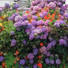 Pin On Gardening