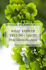 How To Tell What Type Of Tree I Have In 2021 Tree Identification Identifying Trees Tree