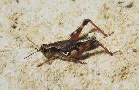 Hungry grasshoppers like gardens because they have optimal moisture and excellent plant growing conditions that provide an purchase floating row covers to protect vegetables and prized plants. Wingless Grasshoppers And Their Control Agriculture And Food