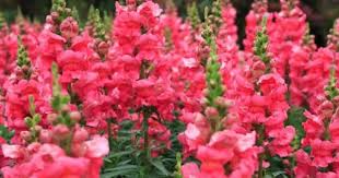 Snapdragon Care How To Grow Snapdragon Flowers