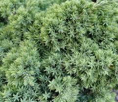 Check spelling or type a new query. Juniperus Procumbens Nana Sonare Cuenca Bonsai