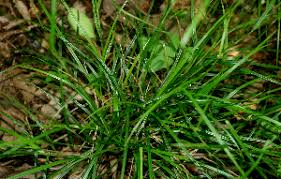 Image result for Scleria nyasensis