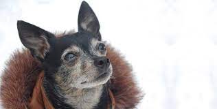 Chihuahua Im Schnee Tipps Fur Chihuahueno Im Winter