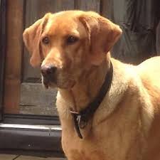 Explore 42 listings for red labradoodle puppies for sale uk at best prices. Red Fox Labradors For Sale California