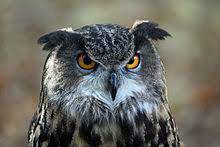 At about five weeks the young owls will. Eurasian Eagle Owl Wikipedia