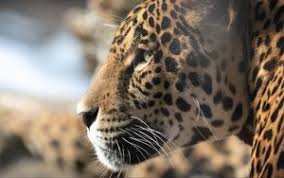 Concept superbike wallpapers in jpg. Jaguar 4k Ultra Hd 16 10 Wallpapers Hd Desktop Backgrounds 3840x2400 Images And Pictures