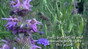 It attracts bees and butterflies and tolerates poor soil, heat and drought. Horsemint Brings Butterflies Hummingbirds Bees To Your Garden Texas Wildlife Diversity Program Youtube
