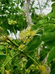 Image result for Cassia abbreviata