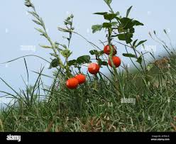 Image result for Solanum capsicoides