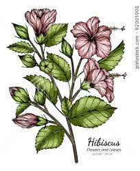 At the base of the stalk, draw two long, irregular ovals to create leaves. Hibiscus Flower Drawing