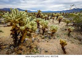 Walk from the parking area to the short nature trail, meander through the cholla and enjoy observing the fuzzy joints of this unusual. Cactus Blossom Imagebroker Com