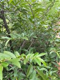 Image result for Hexalobus monopetalus