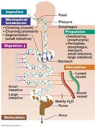 The Digestive System The Phases Of Digestion Great Diagram Showing The Basic Anatomy Physiology Of Digestion Biologi Teori Dokter