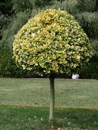 Check spelling or type a new query. Goldbunte Kriechspindel Emerald N Gold Euonymus Fortunei Emerald N Gold Baumschule Horstmann