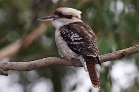 Kookaburras We Have A Family Of About Ten That We Feed They Growl When Begging For Meat The Babies Have Very Cho Australian Animals Animals Australian Birds