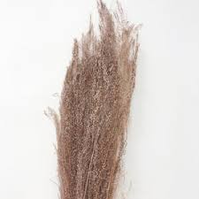 Image result for Agrostis products
