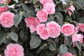 Pin On Camellias And Humming Birds