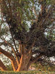 Image result for Ficus sycomorus