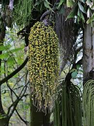 Image result for Caryota urens