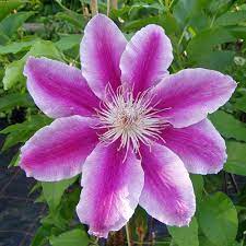 Check spelling or type a new query. Clematis Dr Ruppel Ist Eine Der Robustesten Zweifarbigen Clematis Sorten Native Plants
