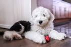 Old English Sheepdog Puppies for Sale | Greenfield Puppies