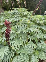 Image result for Melianthus major