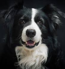 border collie information dog breed
