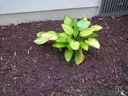 He put the plant inside a old decorative parrot cage. How To Keep Rabbits From Eating Hostas Youtube