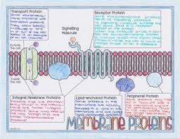 Cell Membrane Biology Doodle Diagrams By Science With Mrs Lau Teachers Pay Teachers Cell Membrane Membrane Biology Notes