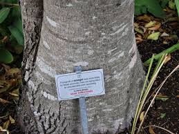 Image result for Curtisia dentata