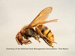 Black And White Wasp Sting Treatment 22 European Hornet Npma L0o4975 Jpg Insects Hornet Bees And Wasps