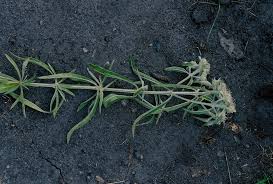 Image result for Haumaniastrum