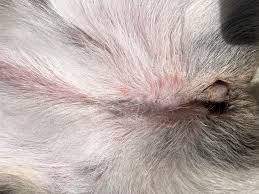 9 days after giving them bravecto all 3 cats are lethargic, barfing, and not eating. Hi My Dog Is On And Up To Date With Bravecto And Interceptor Plus I Find Her Licking Her Paws And Vagina Area And Just Overall Seems Petcoach