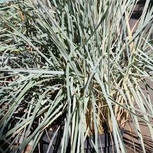 Blauer Strandhafer Leymus Arenarius Blue Dune Gartencenter Zulauf Pflanzen Kaufen