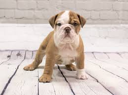 Petland has connected happy pets to happy families since 1967. English Bulldog Puppies Petland Pickerington