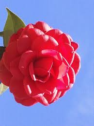 Delivery to country & interstate can be arranged. Photo Of The Bloom Of Japanese Camellia Camellia Japonica Tom Knudsen Posted By Calif Sue Garden Org